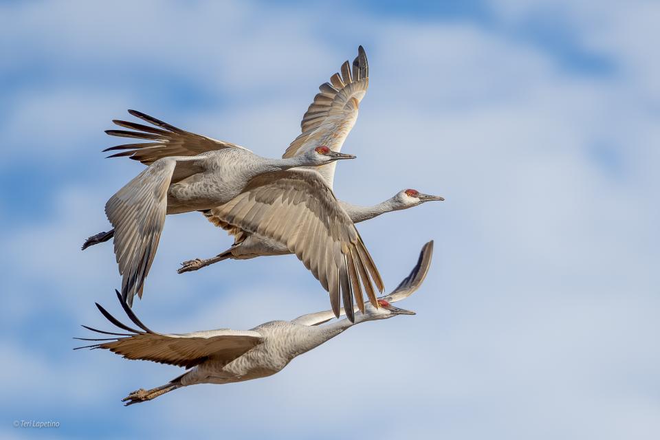 Sandhill Cranes | Shutterbug